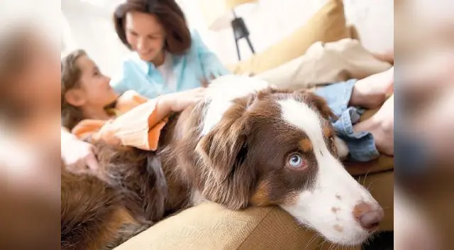 Hay otros aspectos que se deben considerar antes de tener una mascota Hay otros aspectos que se deben considerar antes de tener una mascota