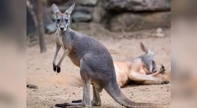 Un canguro murió tras ser apedreado por asistentes a un zoo en China 
