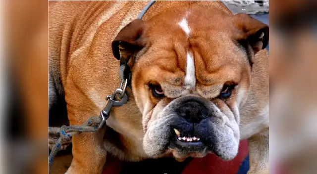 No estimules la agresividad en tu perro con juegos violentos No estimules la agresividad en tu perro con juegos violentos