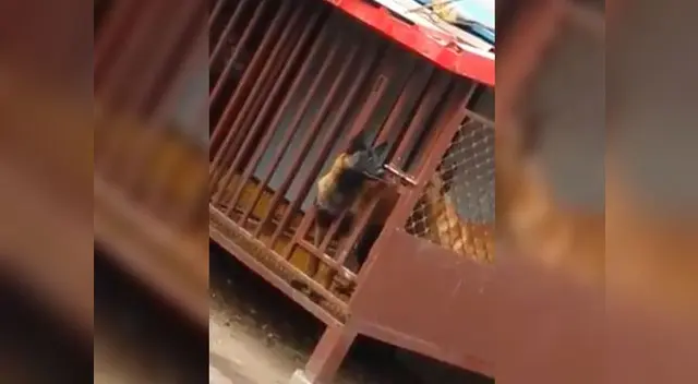 Perrito sorprende con gran habilidad en las redes 