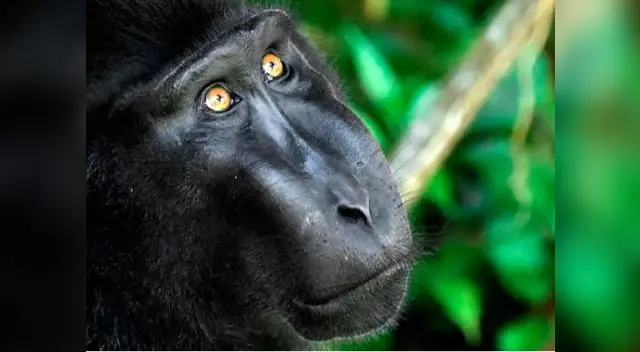 Macaco no tendrá derechos de autor de sus fotos