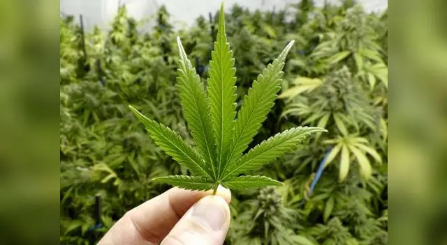 Chocolate con cannabis causa controversia en cibernautas