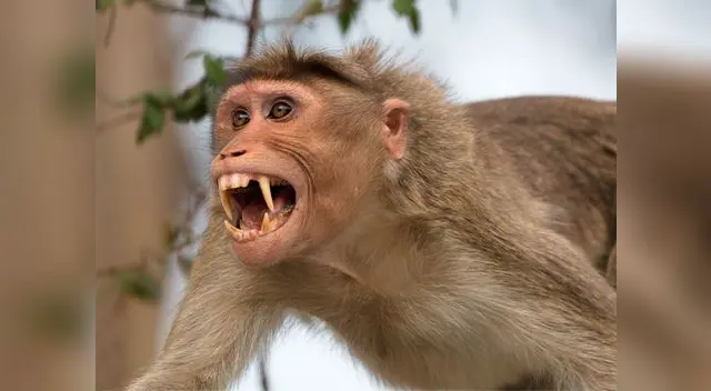 Macaco se venga de turista Macaco se venga de turista