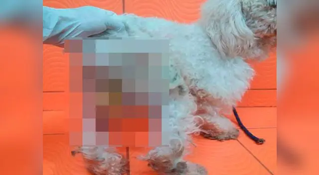  dueño que habría abusado de su mascota le deja preservativo en sus partes íntimas
