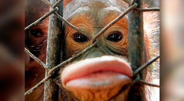 YouTube: Orangután corresponde romántico beso 