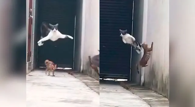 Gato realiza el 'ultra instinto' para evitar ser atrapado Gato realiza el 'ultra instinto' para evitar ser atrapado