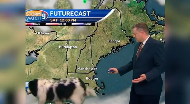 Un perro arruinó un pronóstico del tiempo al aparecer de pronto 