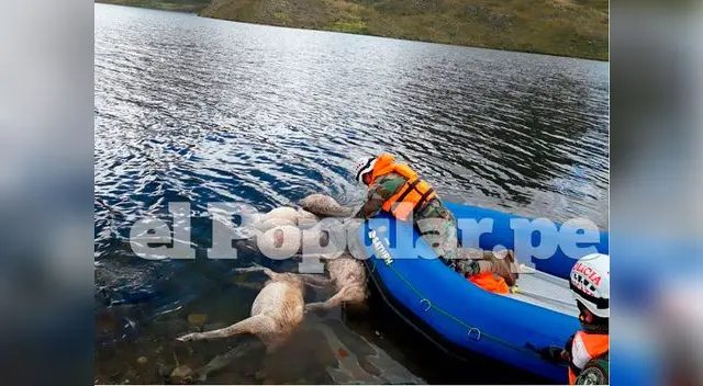Policías en pleno rescate de ovejas Policías en pleno rescate de ovejas