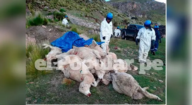 Cerca de 300 ovejas se ahogaron en laguna en Junín Cerca de 300 ovejas se ahogaron en laguna en Junín