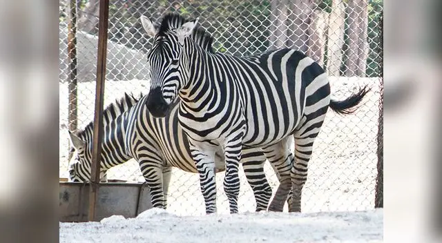 Cebra presenta extraño tumor en zoológico de Tacna 