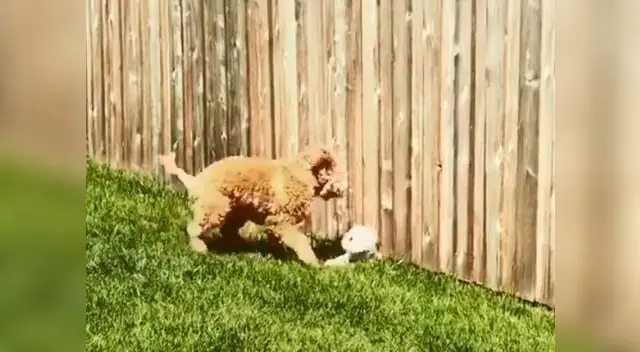 Perro recibe visita inesperada y su reacción causa revuelo en redes Perro recibe visita inesperada y su reacción causa revuelo en redes