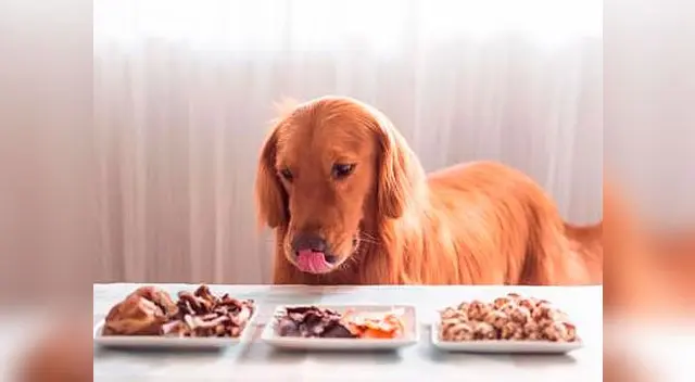 Alimentos necesarios para un perro anciano Alimentos necesarios para un perro anciano