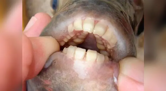 Pez con dientes humanos causa sensación en redes sociales 