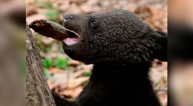 cría de oso negro asiático