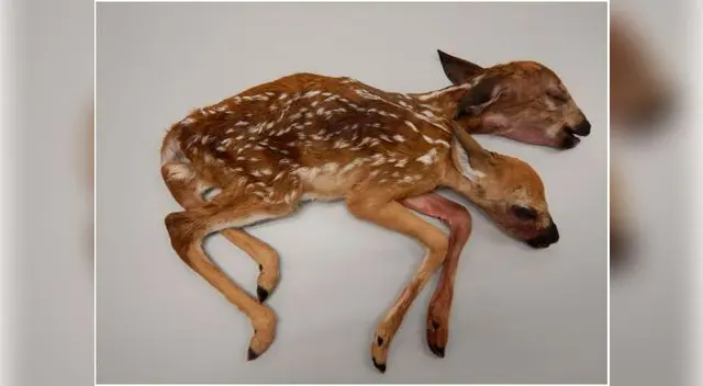 Cría de cervatillo con dos cabezas en Estados Unidos