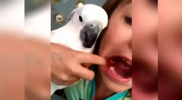 Cacatúa dentista ayuda a su dueña a sacarle el diente 