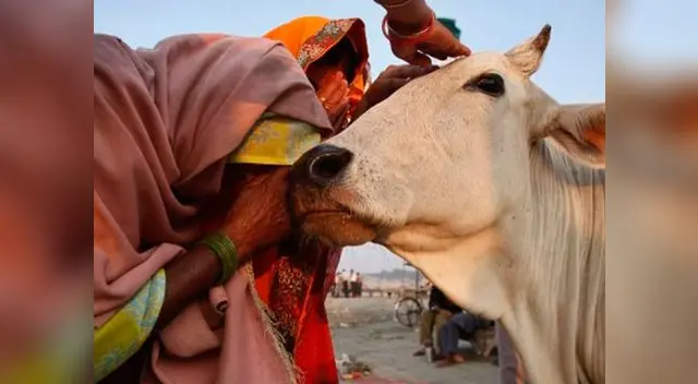 Hombre fue asesinado a golpes por matar a una vaca en India Hombre fue asesinado a golpes por matar a una vaca en India