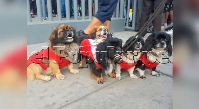 Hinchas llevaron a mascotas para apoyar a Paolo Guerrero. Foto: Mario Palacios 