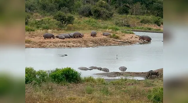 Hipopótamos salvan a ñu de cocodrilos Hipopótamos salvan a ñu de cocodrilos