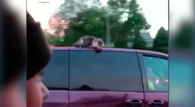 Gato se sostiene de un auto a más de 100 kilómetros por hora Gato se sostiene de un auto a más de 100 kilómetros por hora