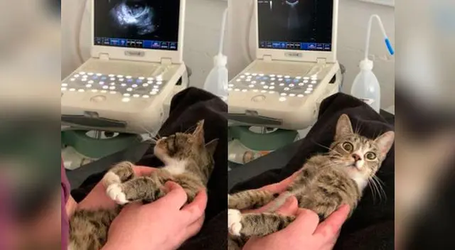 La extraña reacción de una minina al enterarse que tendrá gatitos La extraña reacción de una minina al enterarse que tendrá gatitos