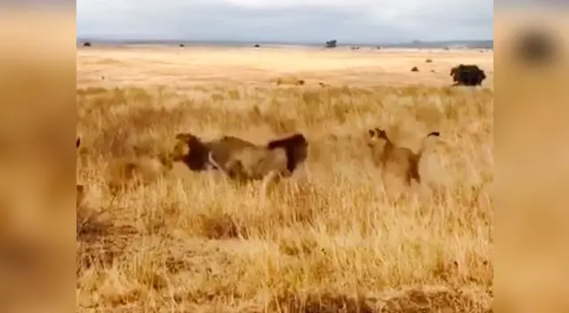 Capturan la feroz pelea entre leones por su territorio