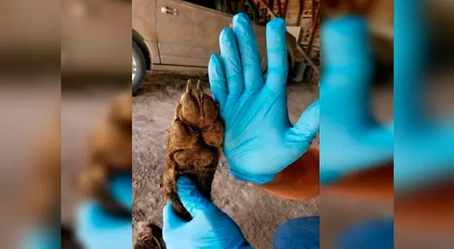 Asesinan a extraña criatura que cazaba ganado y nadie se explica qué es Asesinan a extraña criatura que cazaba ganado y nadie se explica qué es