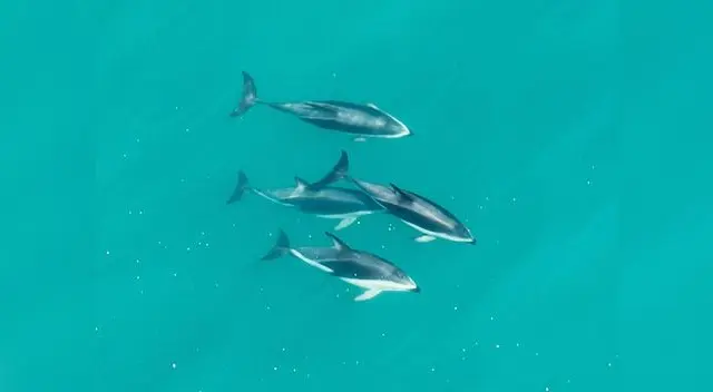 Piden proteger delfines y marsopas de peligro de extinción Piden proteger delfines y marsopas de peligro de extinción