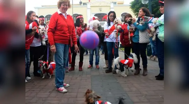 Perros juguetones como nuestros jugadores en las canchas Perros juguetones como nuestros jugadores en las canchas