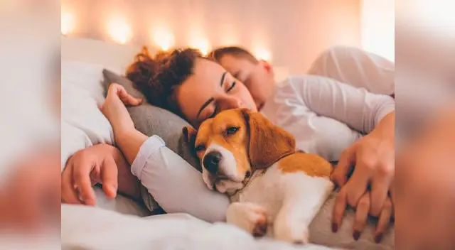 Compartir el espacio con tu perro libera oxitocina provoca un estado de calma y seguridad Compartir el espacio con tu perro libera oxitocina provoca un estado de calma y seguridad