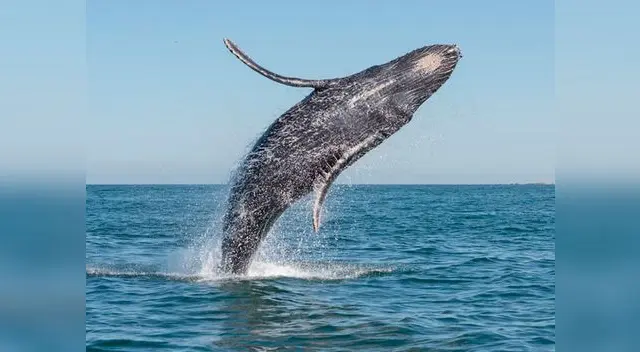 Ballena murió tras tragar 80 bolsas de plástico Ballena murió tras tragar 80 bolsas de plástico