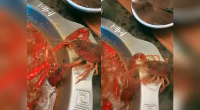 Crustáceo se extirpa una tenaza para evitar ser cocinado vivo Crustáceo se extirpa una tenaza para evitar ser cocinado vivo
