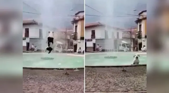 Un perro se roba la atención de todos al realizar clavados en una pileta Un perro se roba la atención de todos al realizar clavados en una pileta