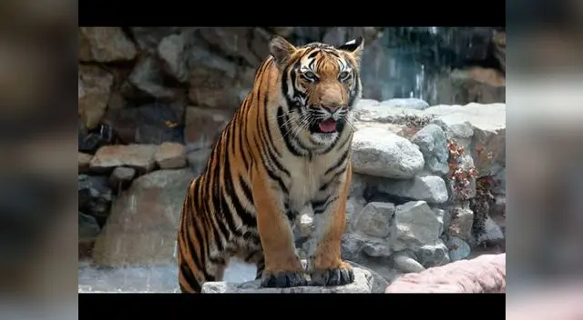 Animales protegidos por bajas temperaturas en el Parque de Las Leyendas