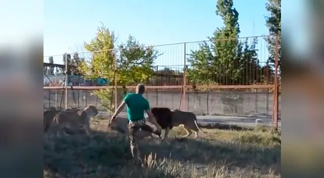 El vídeo de YouTube muestra al cuidador del zoológico enfrentarse a los leones 