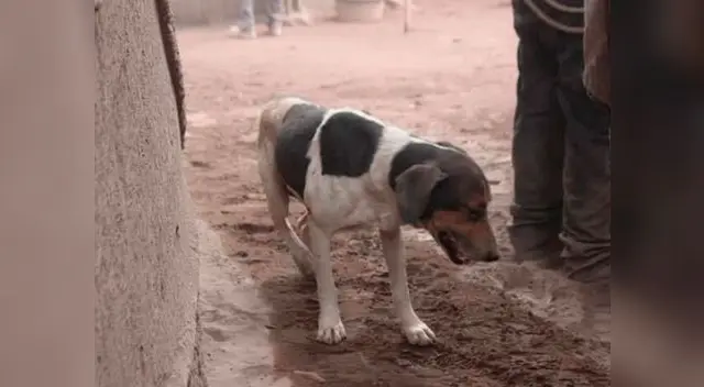 Mascota intentó encontrar con vida a sus dueños en Guatemala Mascota intentó encontrar con vida a sus dueños en Guatemala