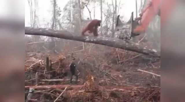 Orangután enfrenta máquina excavadora para que no derrumbe más árboles Orangután enfrenta máquina excavadora para que no derrumbe más árboles