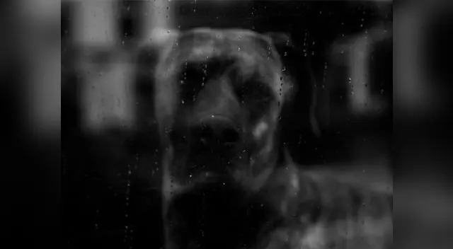 Perro fue golpeado y violado Perro fue golpeado y violado