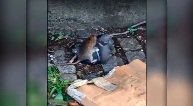 Paloma lucha por su vida tras ser cazada por una rata Paloma lucha por su vida tras ser cazada por una rata