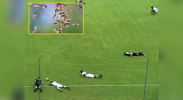 partido se paraliza por ataque de abejas en Ecuador