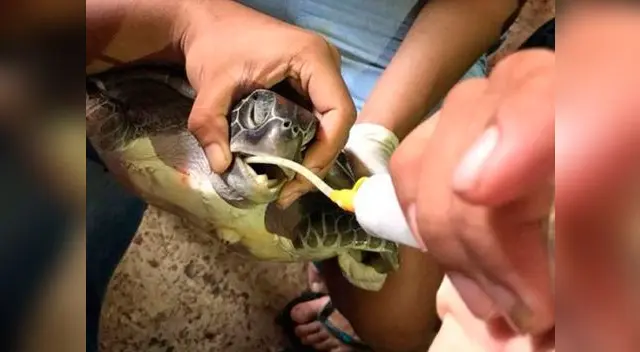 Tortuga protegida murió tras tragarse bolsas de plástico Tortuga protegida murió tras tragarse bolsas de plástico
