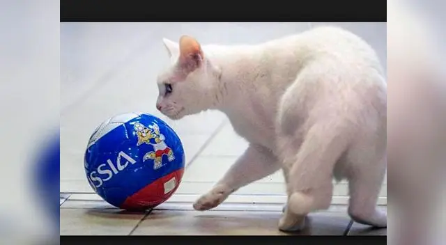El Gato Aquiles pronosticador oficial de Rusia 2018