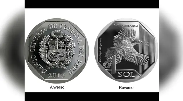 La Pava Aliblanca es una especie del norte del Perú 