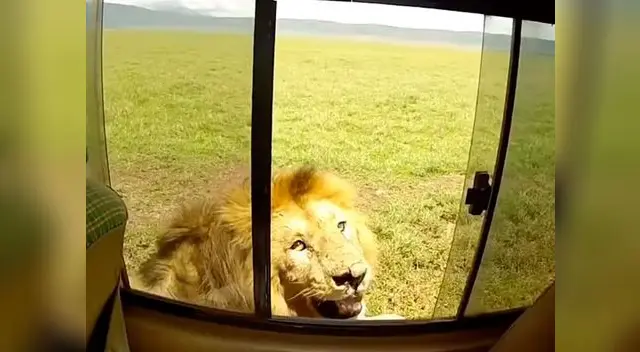 La increíble reacción de un león salvaje tras ser acariciado