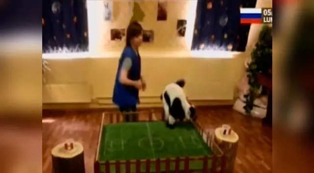 Lémur ruso es la sensación con pronóstico sobre el Perú vs. Francia 