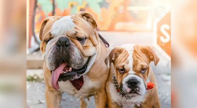 La esterilización suele rebajar su comportamiento violento La esterilización suele rebajar su comportamiento violento