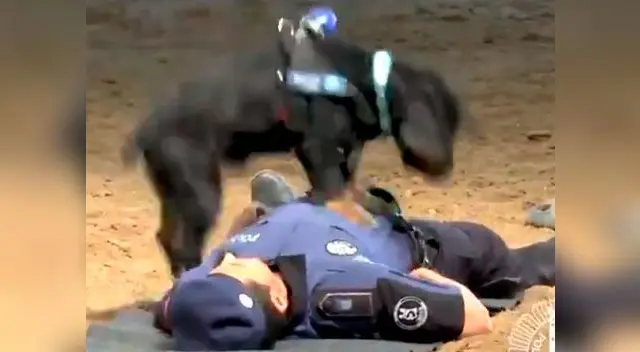 Perro policía 'salva' la vida a un agente con reanimación cardiopulmonar 