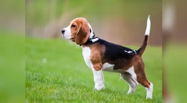 Un perro se ha vuelto viral en las redes sociales Un perro se ha vuelto viral en las redes sociales