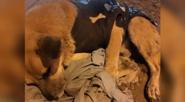 Perro Bumer fue abandonado hace 6 meses en aeropuerto Jorge Chávez