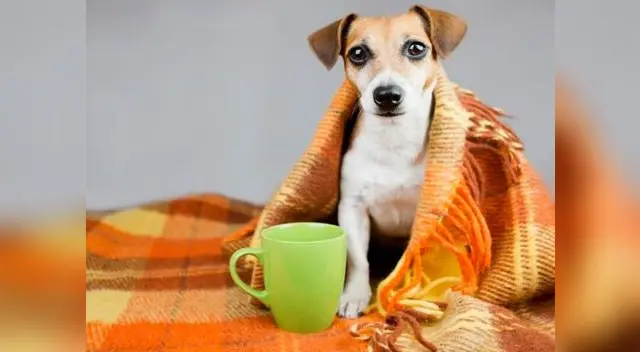 Para prevenir estos males y no gastar en tratamientos costosos, llévalo a sus controles